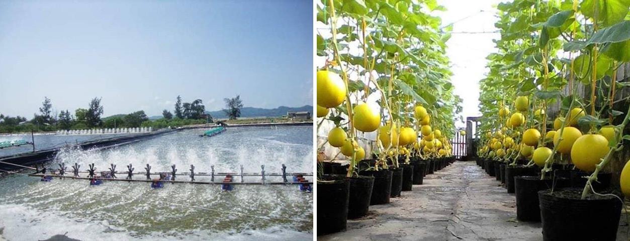 Nuôi tôm VietGAP và trồng dưa lưới nhà màng ở Quỳnh Lưu. 