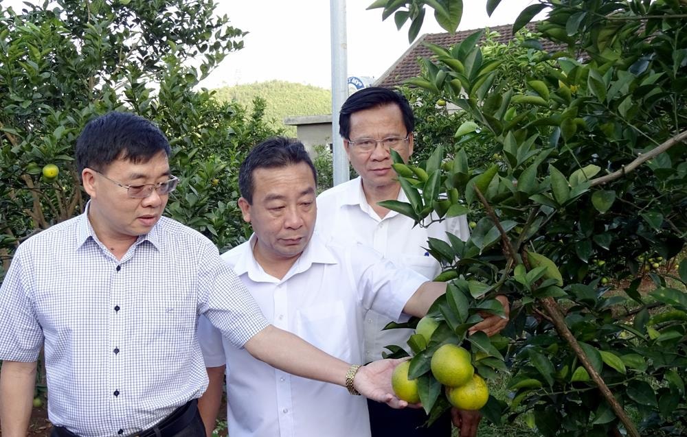 Lãnh đạo Yên Thành thăm vườn cam ở Đồng Thành