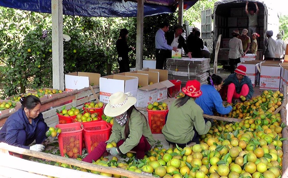 Cam Yên Thành những năm gần đây được thị trường đón nhận.