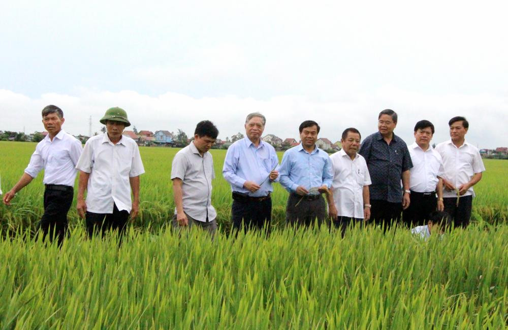 Hội thảo giống lúa mới của Tổng Công ty CP Vật tư NN Nghệ An ở huyện Nam Đàn. Ảnh: Trân Châu