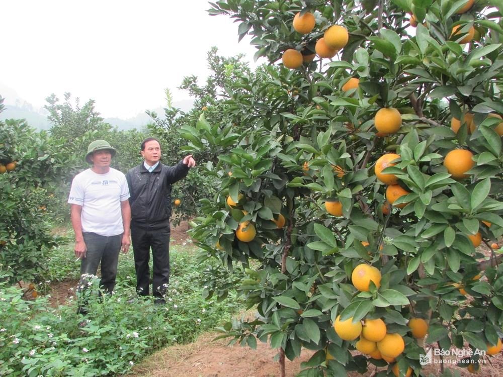 Nông dân xã Đồng Thành (Yên Thành) ứng dụng nông nghiệp công nghệ để trồng cam hàng hóa. Ảnh: Thái Dương