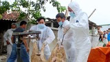 Diễn Châu tiêu hủy gần 1 tấn lợn nhiễm dịch tả lợn châu Phi