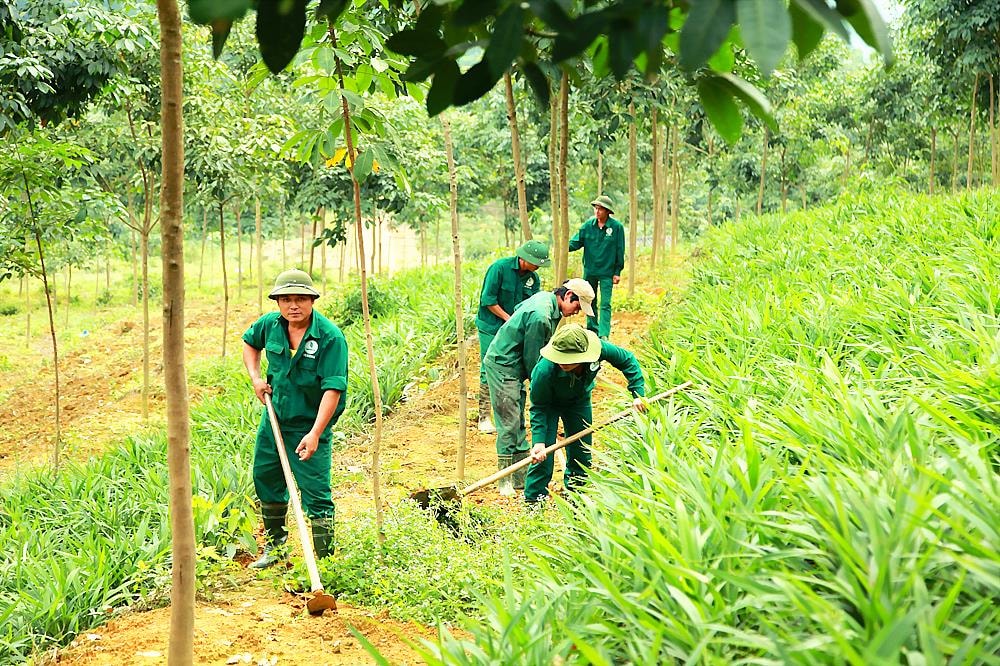 Công nhân Công ty CP Đầu tư phát triển cao su Nghệ An chăm sóc vườn cây.