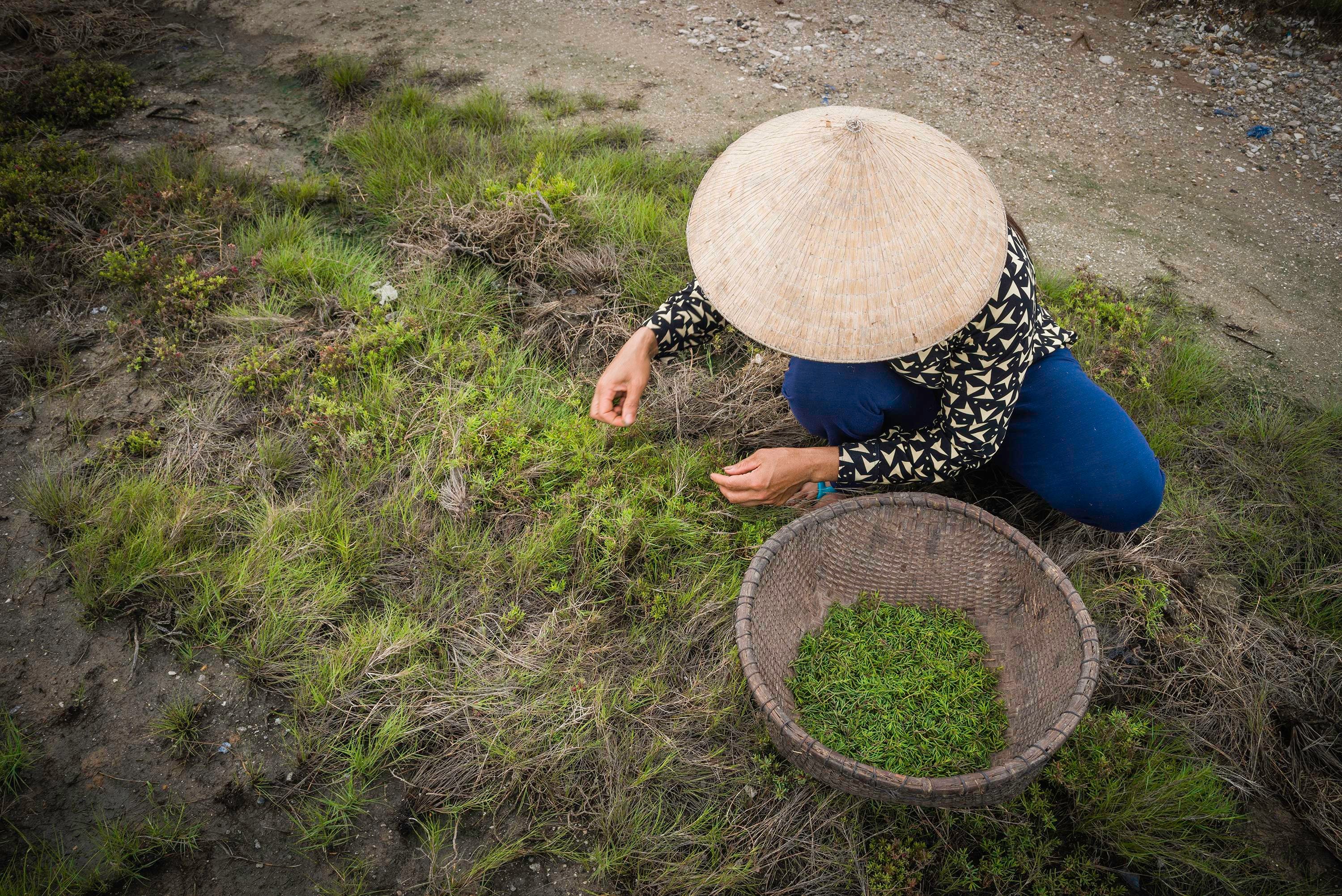 Rau nhót có thể thu hoạch quanh năm, nhưng tốt nhất vào giữa xuân, đầu hè. Ảnh: Nhật Thanh