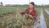 5 sào dưa hấu của nông dân ở Nghệ An bị phá hoại: Hành vi tàn nhẫn cần lên án!
