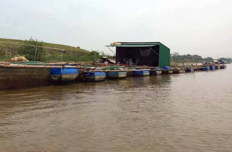Phát triển nghề nuôi cá lồng bè trên sông Lam, đoạn qua huyện hưng Nguyên. Ảnh: Thanh Tâm