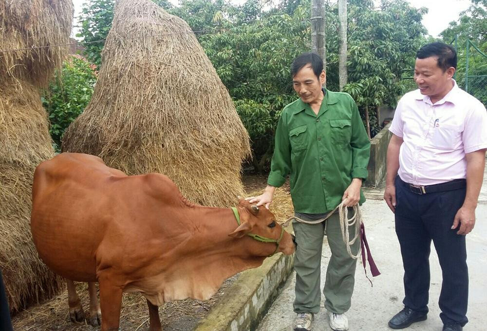 Thương binh Phan Viết Hài - xóm 6, xã Nam Giang, huyện Nam Đàn vay vốn ưu đãi đầu tư chăn nuôi bò. Ảnh: Thu Huyền