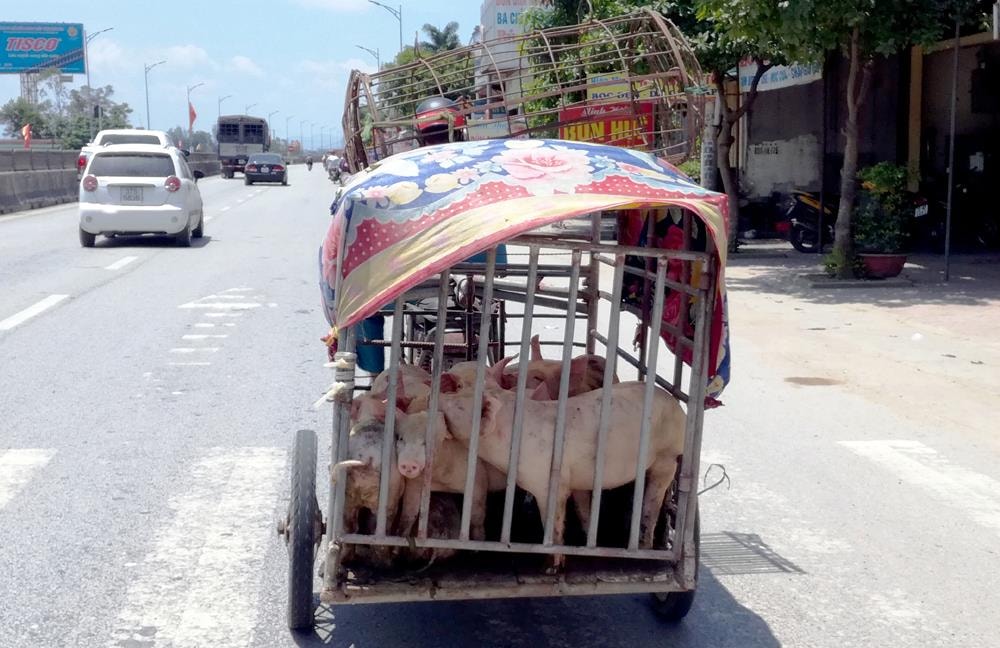 Vận chuyển lợn không rõ nguồn gốc là một trong những nguyên nhân lây lan dịch. Ảnh: Quang An