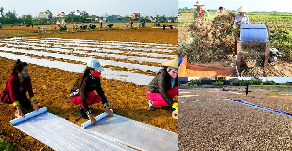 Diễn Thịnh, huyện Diễn Châu không chỉ là địa phương nổi tiếng về kỹ thuật thâm canh cây lạc mà còn là nơi chế biến lạc truyền thống ở Nghệ An. Ảnh Trần Cảnh Yên