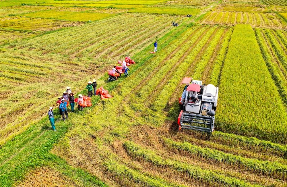 Bà con nông dân xã Quỳnh Vinh (TX. Hoàng Mai) đội nắng thu hoạch lúa mùa trên cánh đồng mẫu lớn. Ảnh: Thanh Yên.