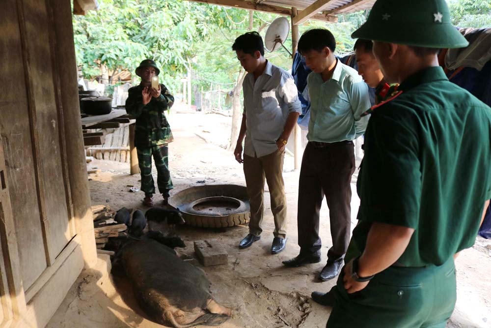 Dịch tả lợn bùng phát và lây lan làm chết hơn 120 con lợn trên địa bàn xã Mường Típ. Ảnh: Lữ Phú