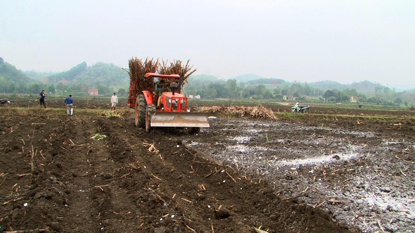 Đưa tiến bộ KHCN trong canh tác cây mía tại xã Giai Xuân, huyện Tân Kỳ. Ảnh: Mai Hoa