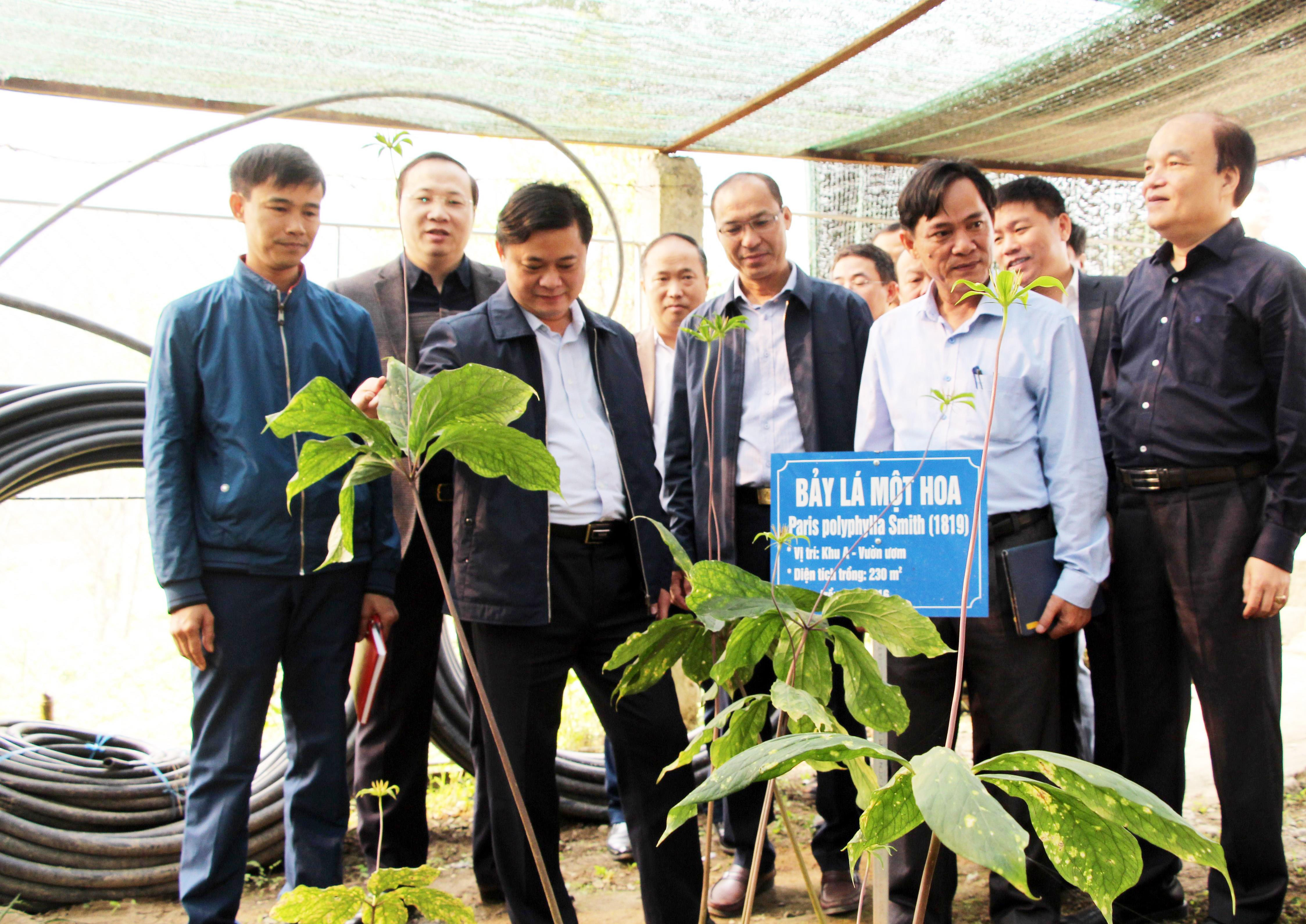 Các đồng chí lãnh đạo tỉnh thăm dự án phát triển cây dược liệu tại huyện miền núi Kỳ Sơn gồm 2 hợp phần do Sở Khoa học và Công nghệ tỉnh hỗ trợ đầu tư. Ảnh tư liệu