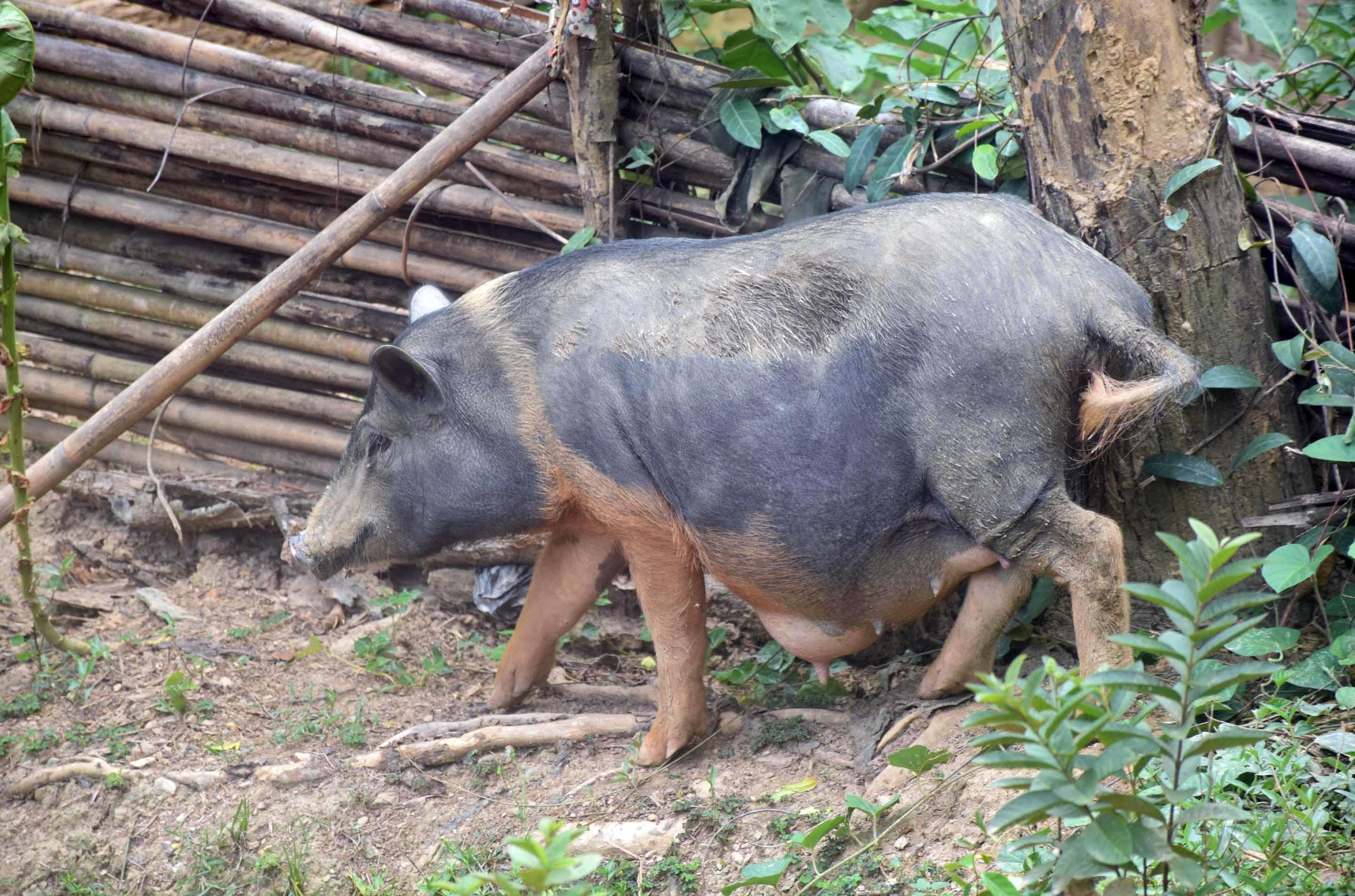 Lợn đen được đồng bào vùng cao nuôi thả rông rất dễ nhiễm dịch bệnh. Ảnh: Xuân Hoàng
