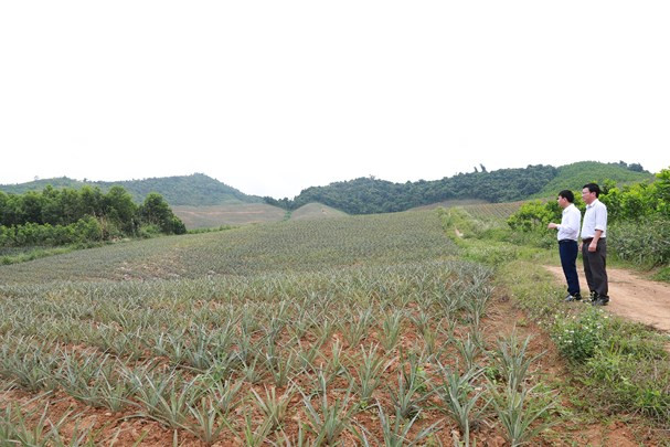 Diện tích rừng phòng hộ ở xã Tân Thắng, huyện Quỳnh Lưu sau khi bị khai thác trái phép đã được trồng dứa, sai mục đích sử dụng đất. Ảnh: Thành Duy