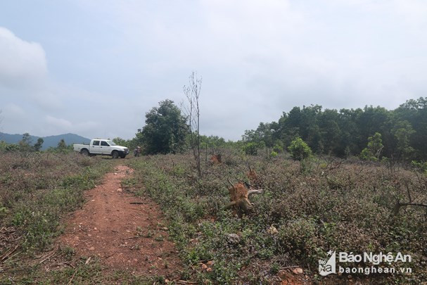 Diện tích rừng phòng hộ bị khai thác trái phép tại xã Tân Thắng, huyện Quỳnh Lưu. Ảnh: Thành Duy.