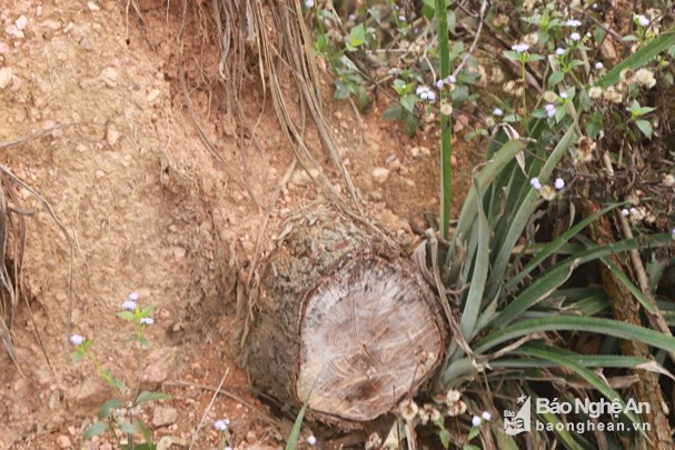 Rừng phòng hộ bị khai thác trái phép tại xã Tân Thắng, huyện Quỳnh Lưu. Ảnh: Thành Duy