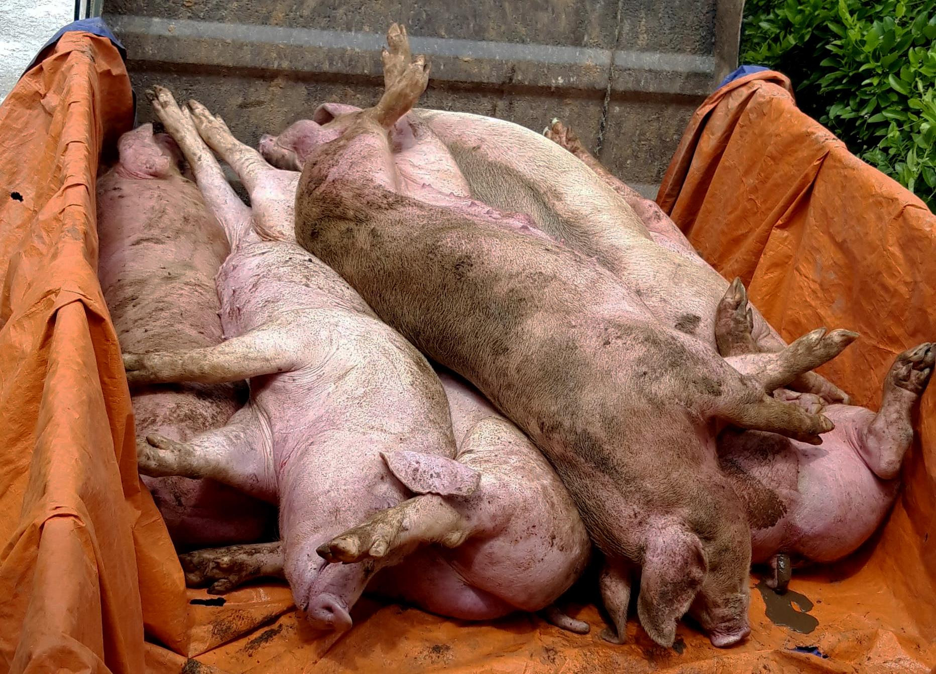 Tiêu hủy lợn tại xã Diễn Trường vào sáng 29/5. Ảnh: Quang An
