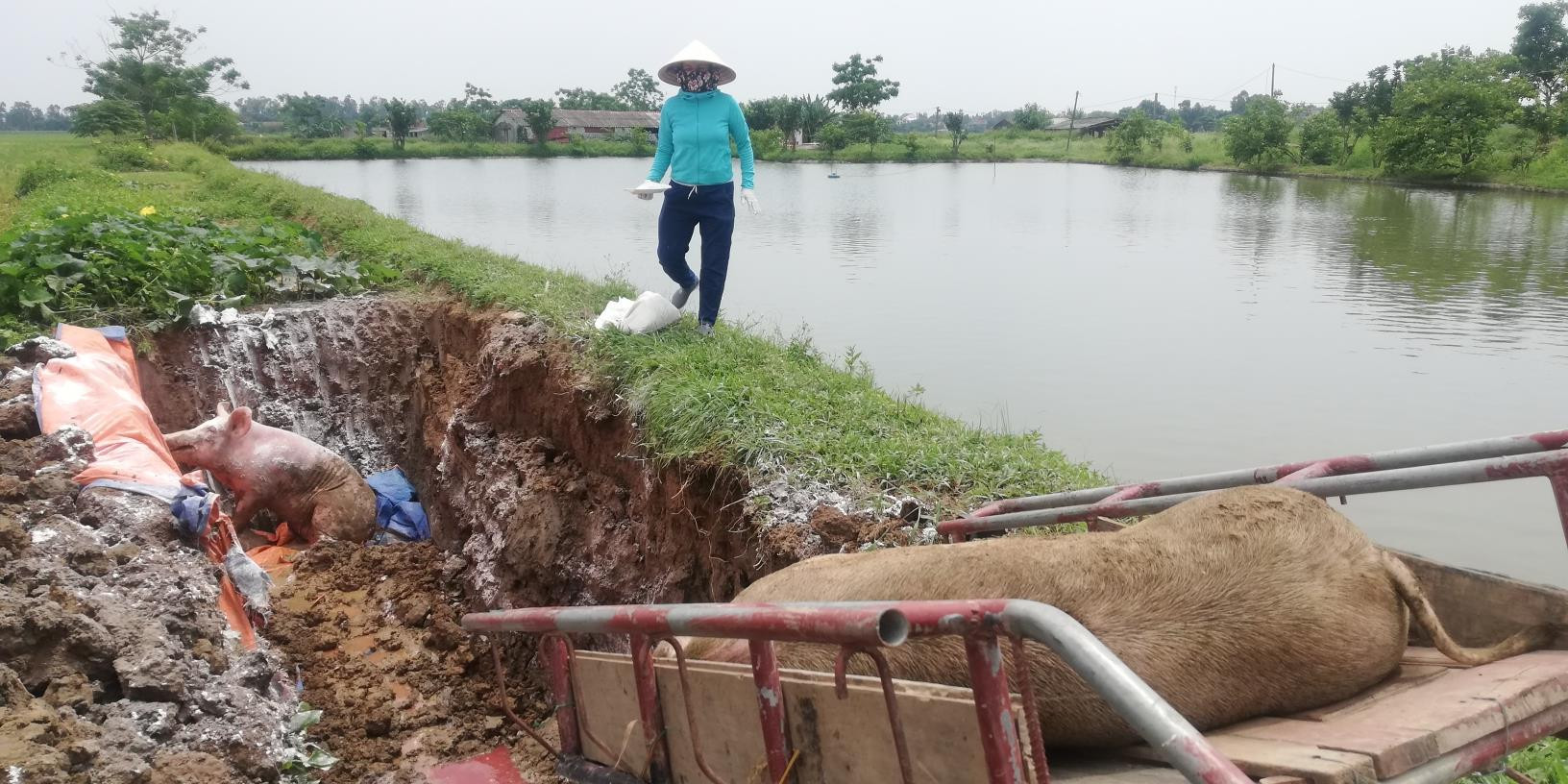 Tiêu hủy hơn 3 tấn lợn tại trang trại ông Nguyễn Văn Bình, xã Diễn Hồng. Ảnh: Mai Giang