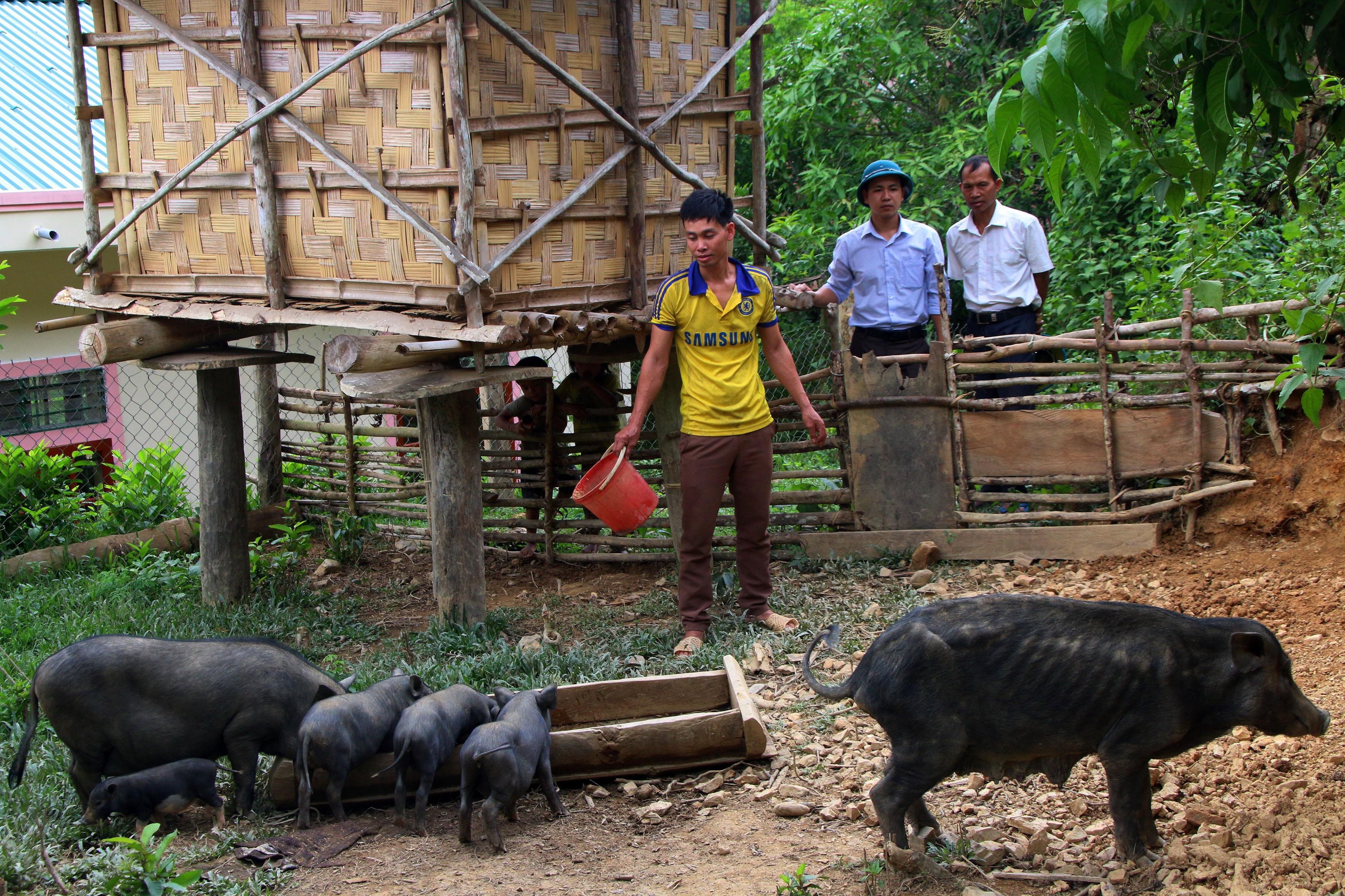 Cán bộ xã Bắc Lý kiểm tra một đàn lợn đang bị ốm tại bản Huồi Cáng 2 Ảnh : Lữ Phú