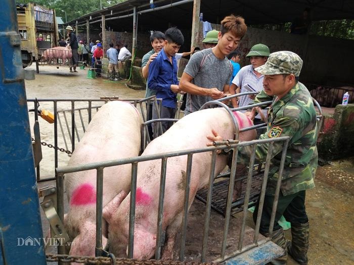 Thương lái chọn mua lợn hơi tại Chợ đầu mối gia súc - gia cầm thuộc huyện Bình Lục (Hà Nam). Ảnh: Trần Quang