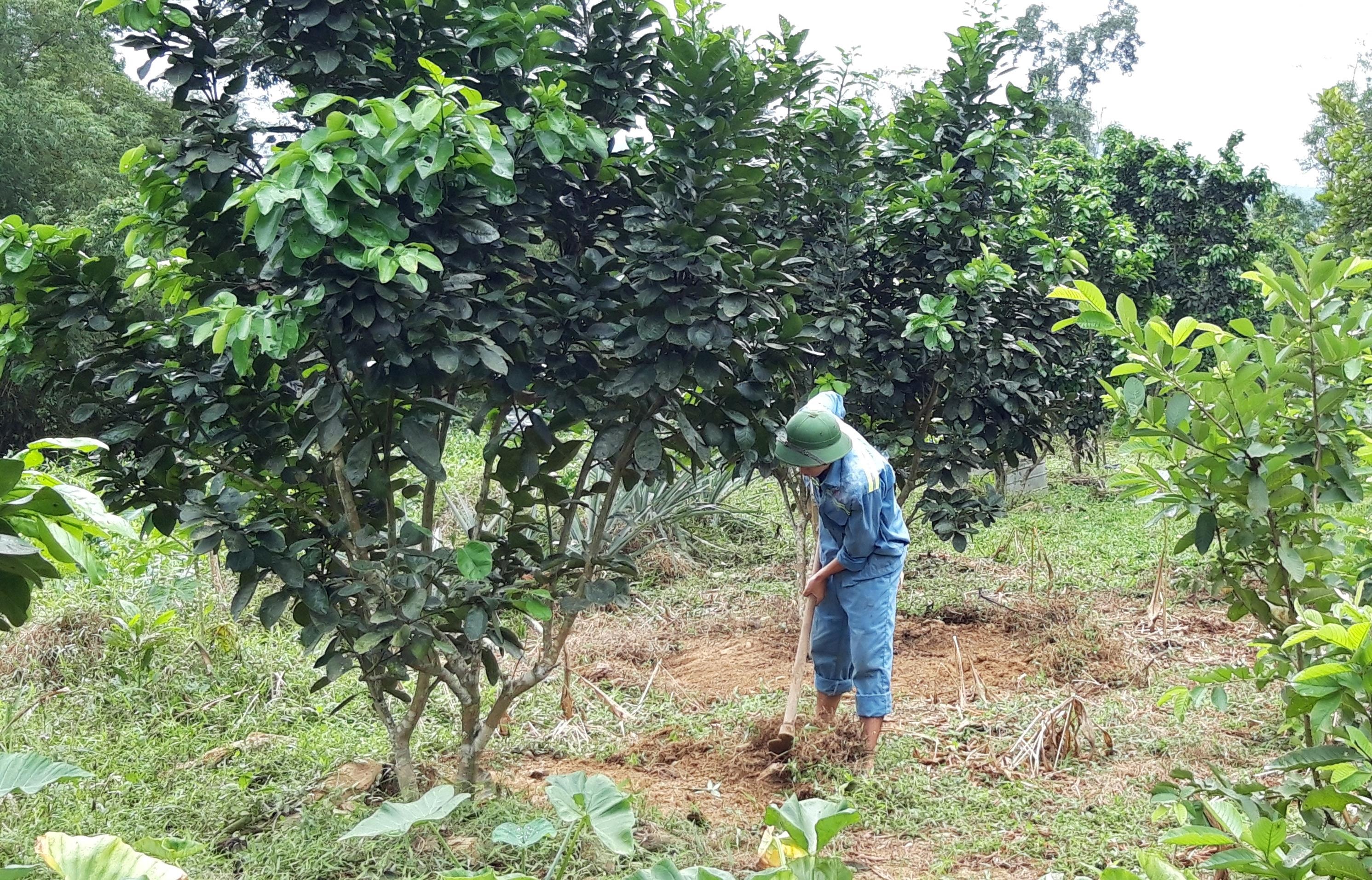 Hội Nông dân đảm nhận nhiệm vụ cải tạo vườn tạp, xây dựng vườn mẫu. Ảnh: Minh Chi