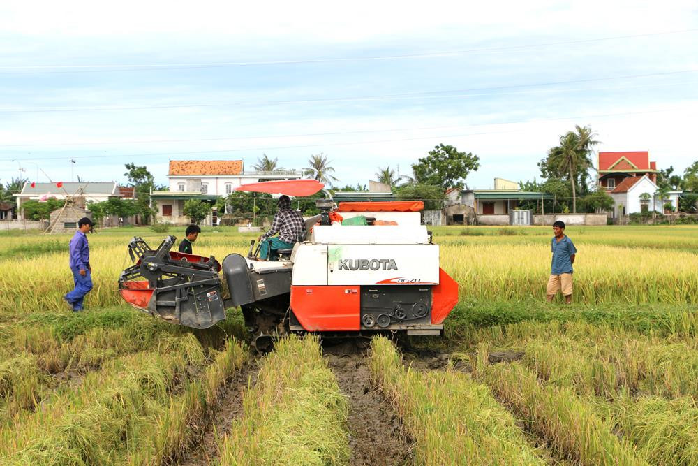 Nhờ chính sách hỗ trợ cơ giới hóa, nông dân Diễn An có máy gặt đập đa chức năng gặt lúa. Ảnh: Nguyễn Hải