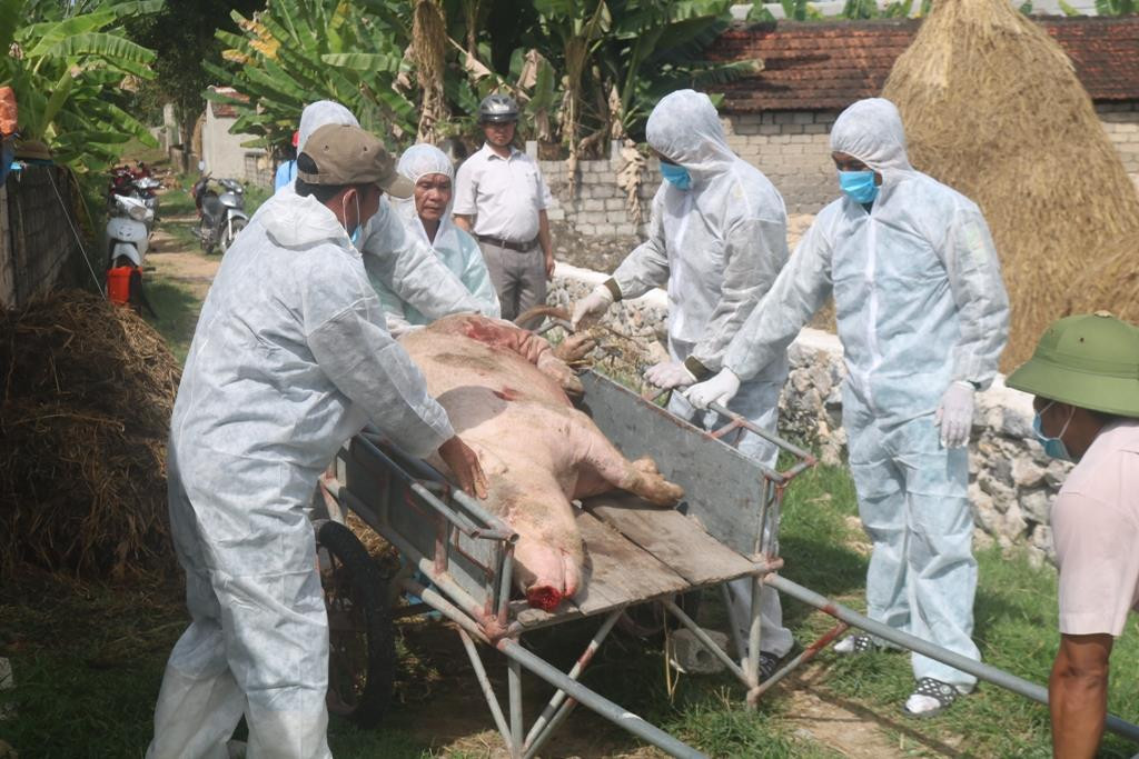 Hộ ông Nguyễn Đình Tân, thôn 9, xã Quỳnh Tân phải tiêu hủy 10 con với trọng lượng 390kg (trong đó 1 lợn nái và 9 lợn thịt). Ảnh: Thanh Toàn