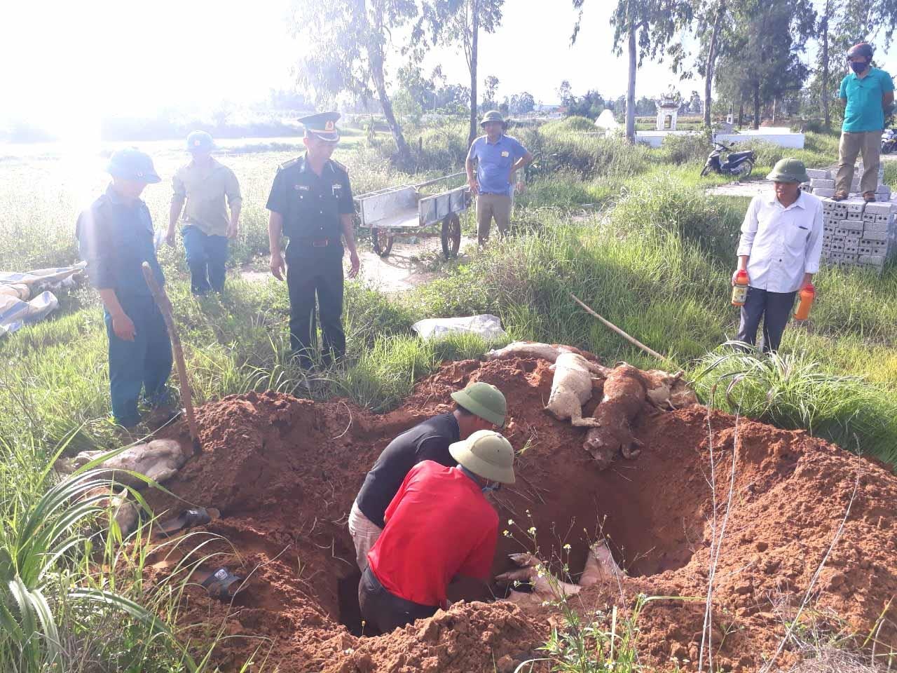 Lực lượng trực tiếp tiêu hủy lợn tại xã Quỳnh Liên không mặc đồ bảo hộ, không đi găng tay, nguy cơ phát tán vi rút dịch rất cao. Ảnh: Phương Liên 