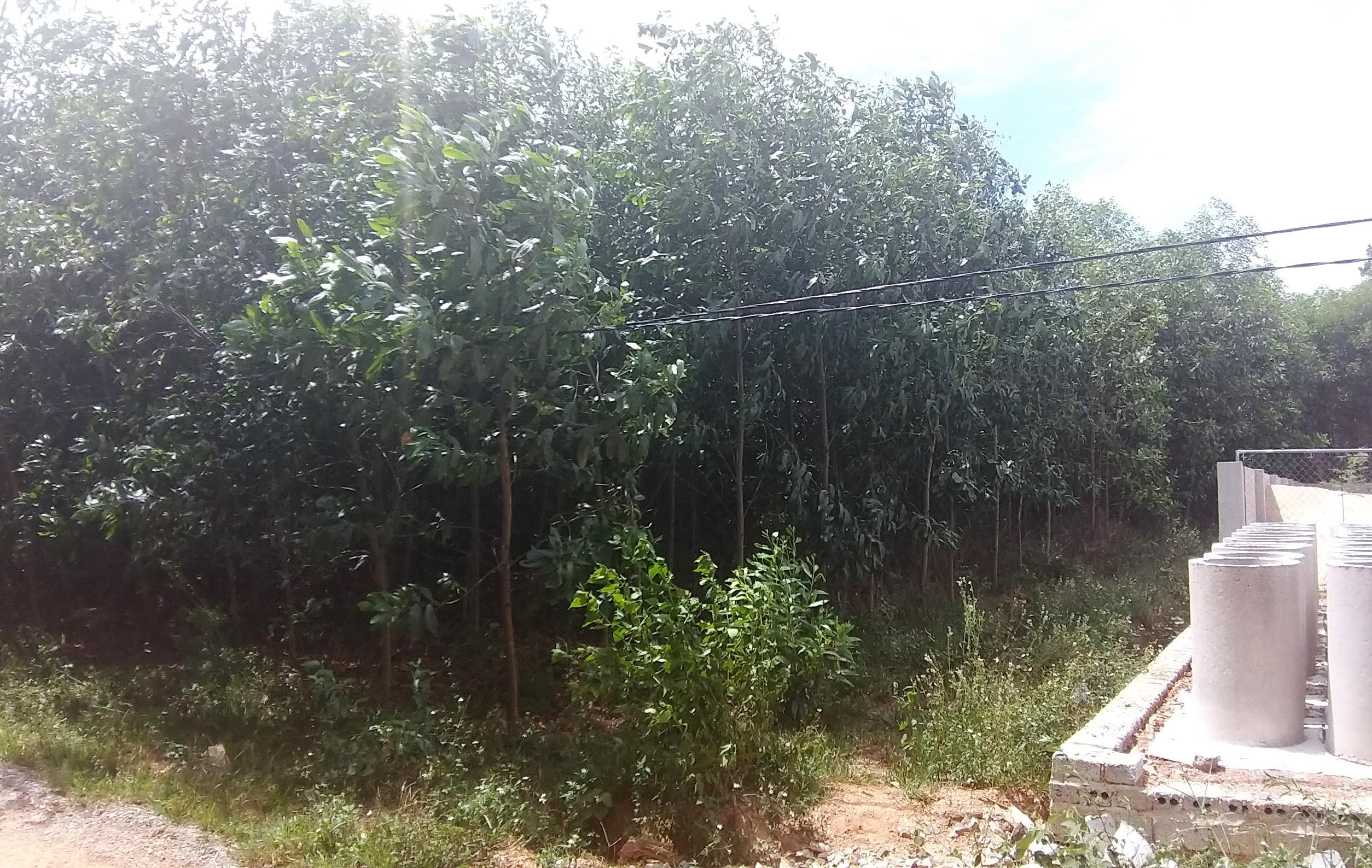Thửa đất 350m2 đang mang tên Hồ Thị Thanh Bình nhưng thực chất là đất của Lê Thị Hương Giang. Ảnh: P.B
