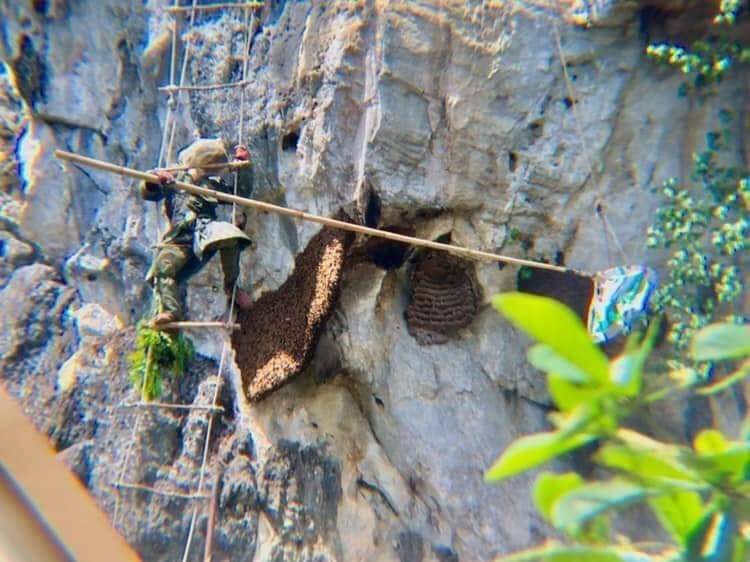 Hai người thợ đã bất chấp nguy hiểm để lấy được ong mật trên vách nú dựng đứng. Ảnh: Lê Trần