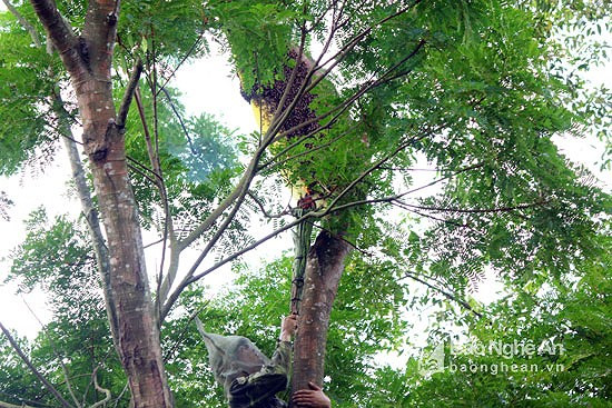 Để đuổi ong đi, các thợ săn thường đốt lửa, gây tiềm ẩn nguy cơ cháy rừng. Ảnh tư liệu