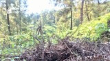 Gần 70% diện tích rừng ở Nghệ An chưa được xử lý thực bì, nguy cơ cháy rừng cao