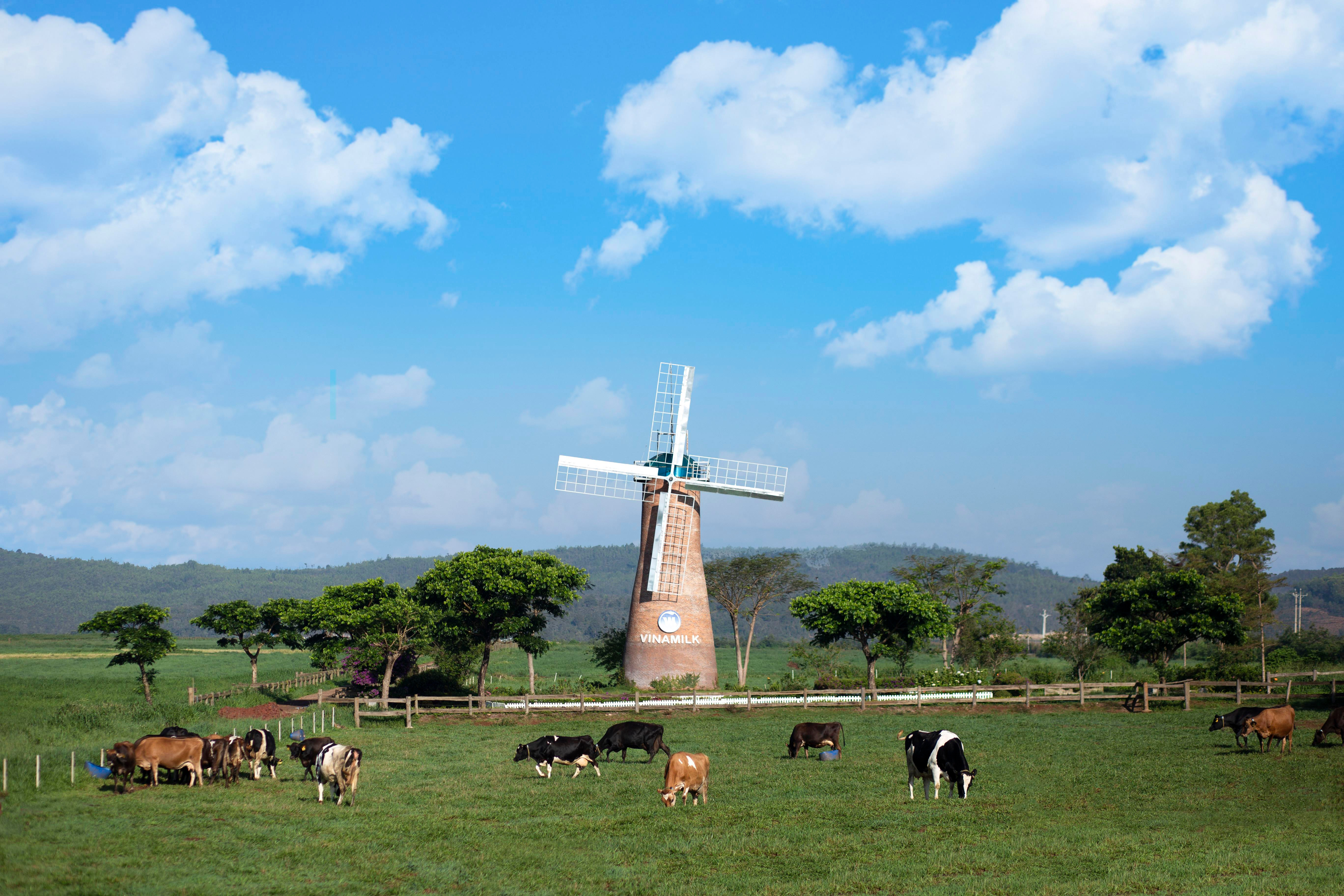 Trang trại bò sữa Organic đầu tiên của Việt Nam tại Đà Lạt được Vinamilk đầu tư với đàn bò sữa Organic được nhập khẩu.