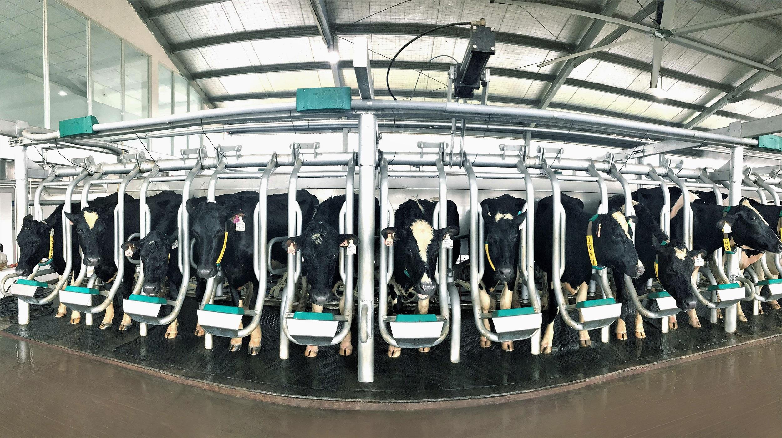 Đàn bò sữa A2 thuần chủng đã được nhập về Việt Nam và hiện đang sinh trưởng tốt tại Tổ hợp Trang trại công nghệ cao tại Thanh Hóa của Vinamilk.