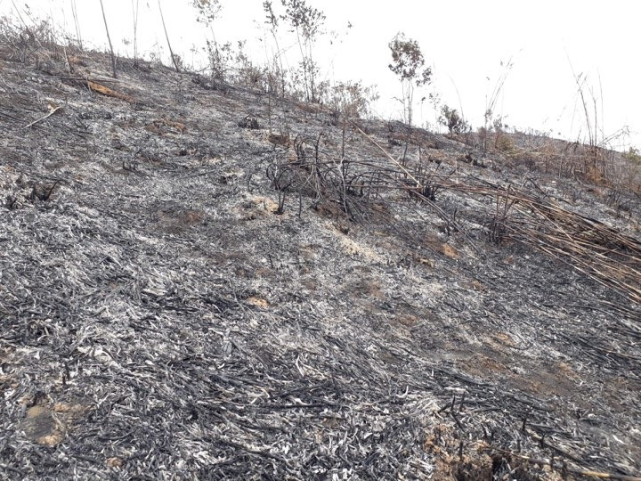 Hiện trường vụ cháy rừng trên địa bàn xã Chiêu Lưu, huyện Kỳ Sơn, ngày 10/6. Ảnh: Lữ Phú