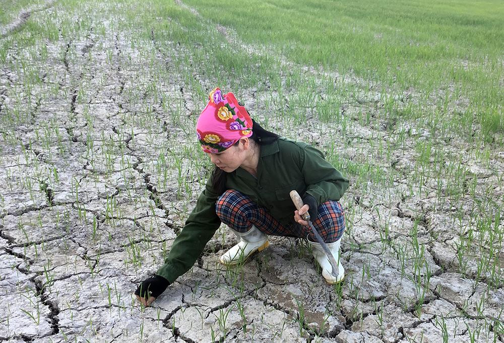 Bà Nguyễn Thị Lập với ruộng lúa đã khô nẻ mà chưa thể tỉa dặm. Ảnh: Phú Hương