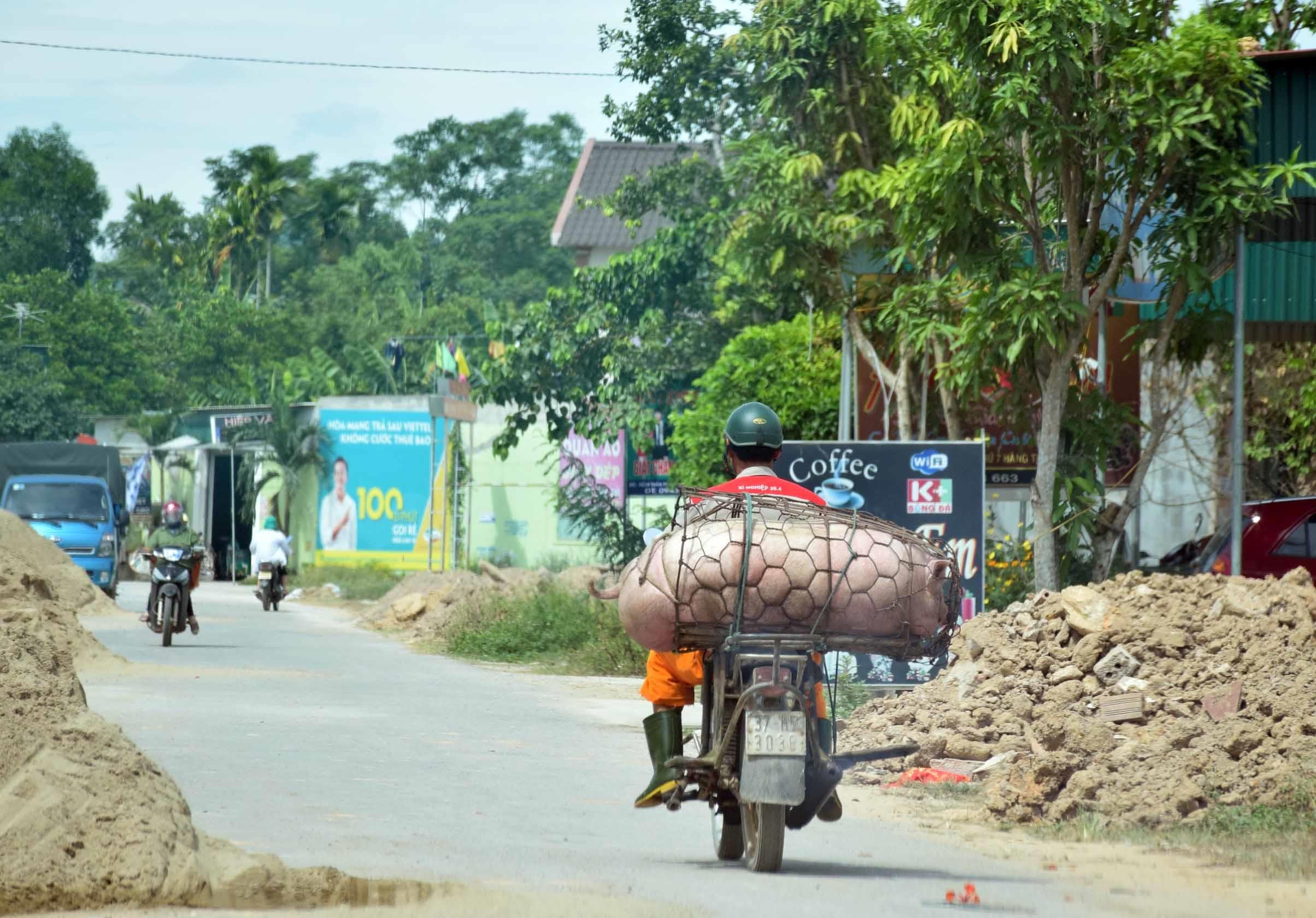 Khoảng hơn 9 giờ 30 phút, tình trạng người dân vận chuyển lợn từ xã Hậu Thành sang xã Phúc Thành. Ảnh: Xuân Hoàng