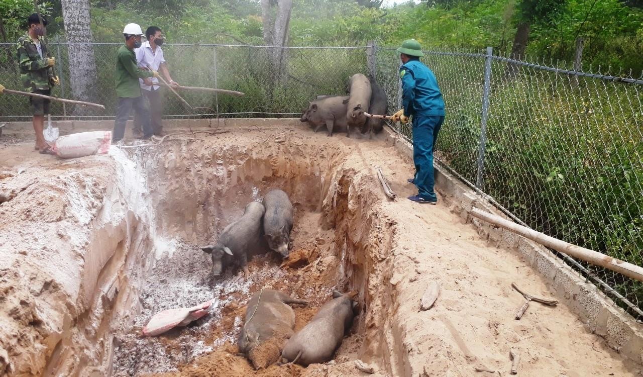 Tiêu hủy đàn lợn của gia đình ông.... ở xóm 10, xã Nghi Liên, TP Vinh. Ảnh: Hồng Quang