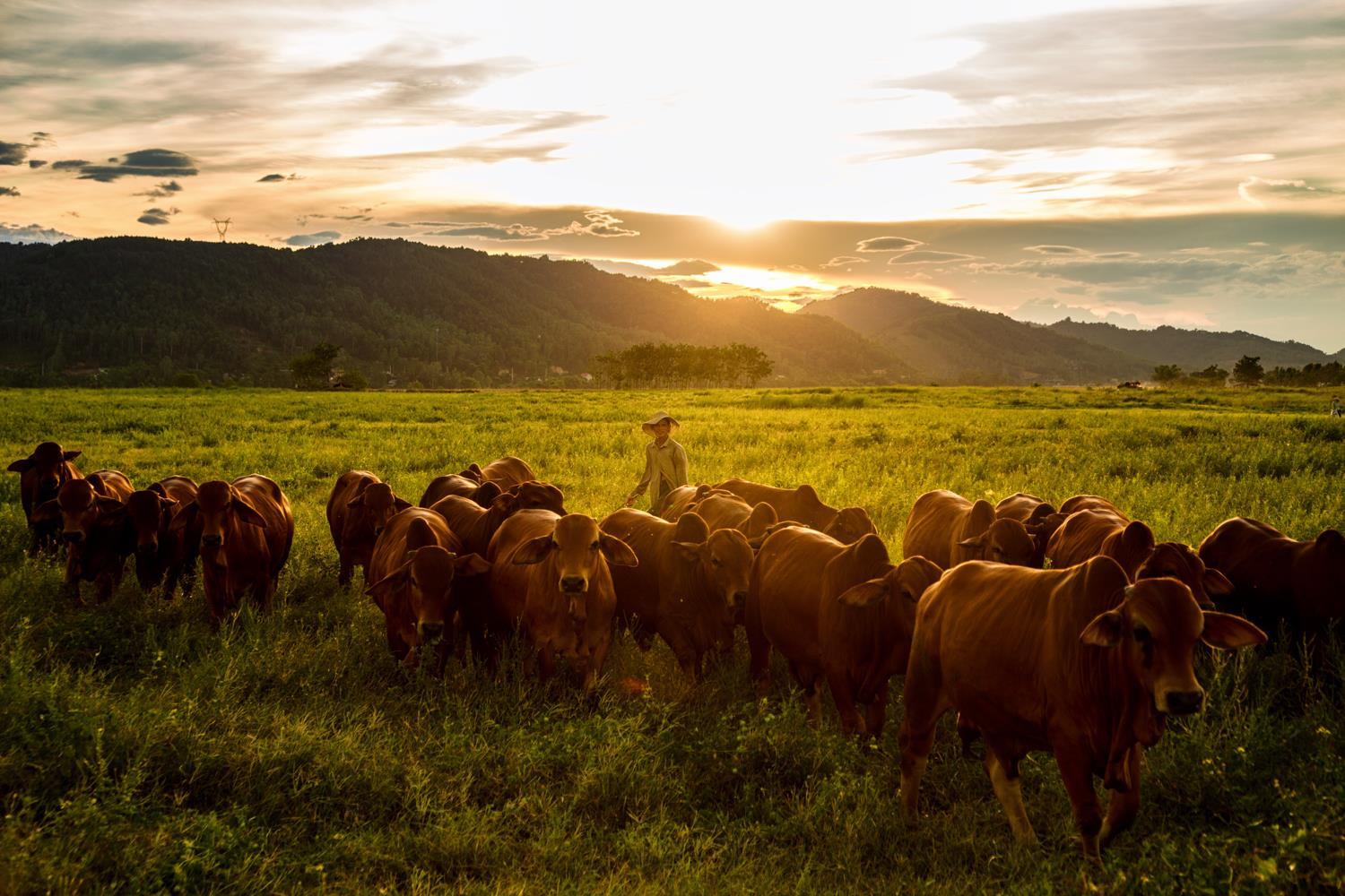 Đàn bò trở về sau một ngày lang thang trên cánh đồng no cỏ.