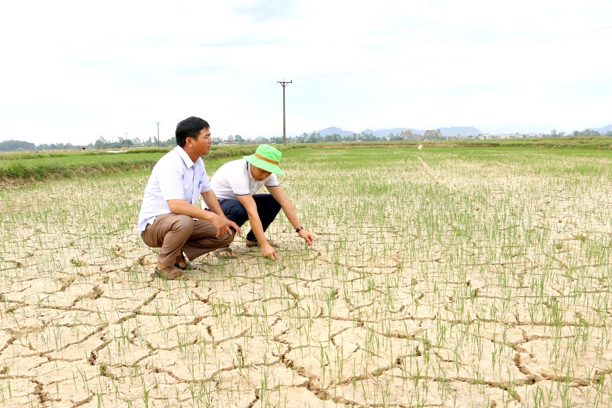 Nắng nóng và thiếu nước tưới làm hơn 100 ha lúa hè thu xã Nghi Thuận bị khô nứt nẻ. Ảnh: Nguyễn Hải