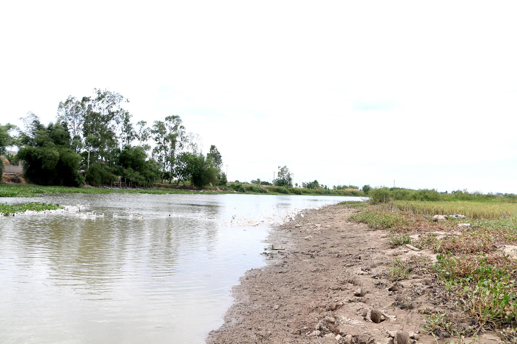 Đoạn sông Cấm chảy qua xã Nghi Thuận, do nước ngọt giảm sâu và nước mặn xâm thực lên nên dù chưa cạn kiệt nhưng không thể bơm tưới cho cây trồng. Ảnh: Nguyễn Hải