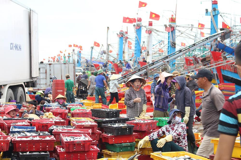 Ngư dân Quỳnh Lưu được mùa cá trỏng. Ảnh: Việt Hùng