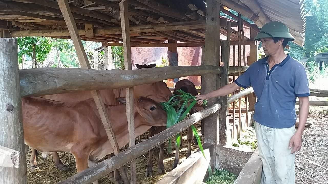 Anh Lương Hữu Phương ở xóm Tân Thọ, xã Nghĩa Thọ (Nghĩa Đàn) thoát nghèo từ vốn vay Ngân hàng Chính sách xã hội. Ảnh: Việt Phương