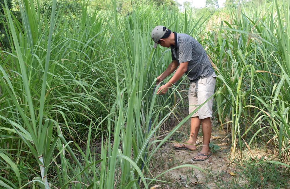Một số hộ trên địa bàn huyện Tân Kỳ đầu tư hệ thống tưới nhỏ giọt cho cây mía. Ảnh: Xuân Hoàng