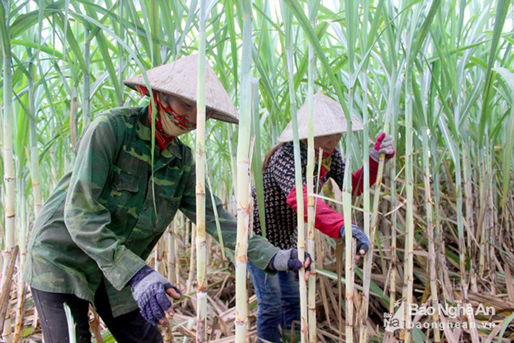 Bà con nông dân xóm Thống Nhất, xã Tân Phú, huyện Tân Kỳ chăm sóc cánh đồng mía tập trung ứng dụng KHCN. Ảnh: Tư liệu
