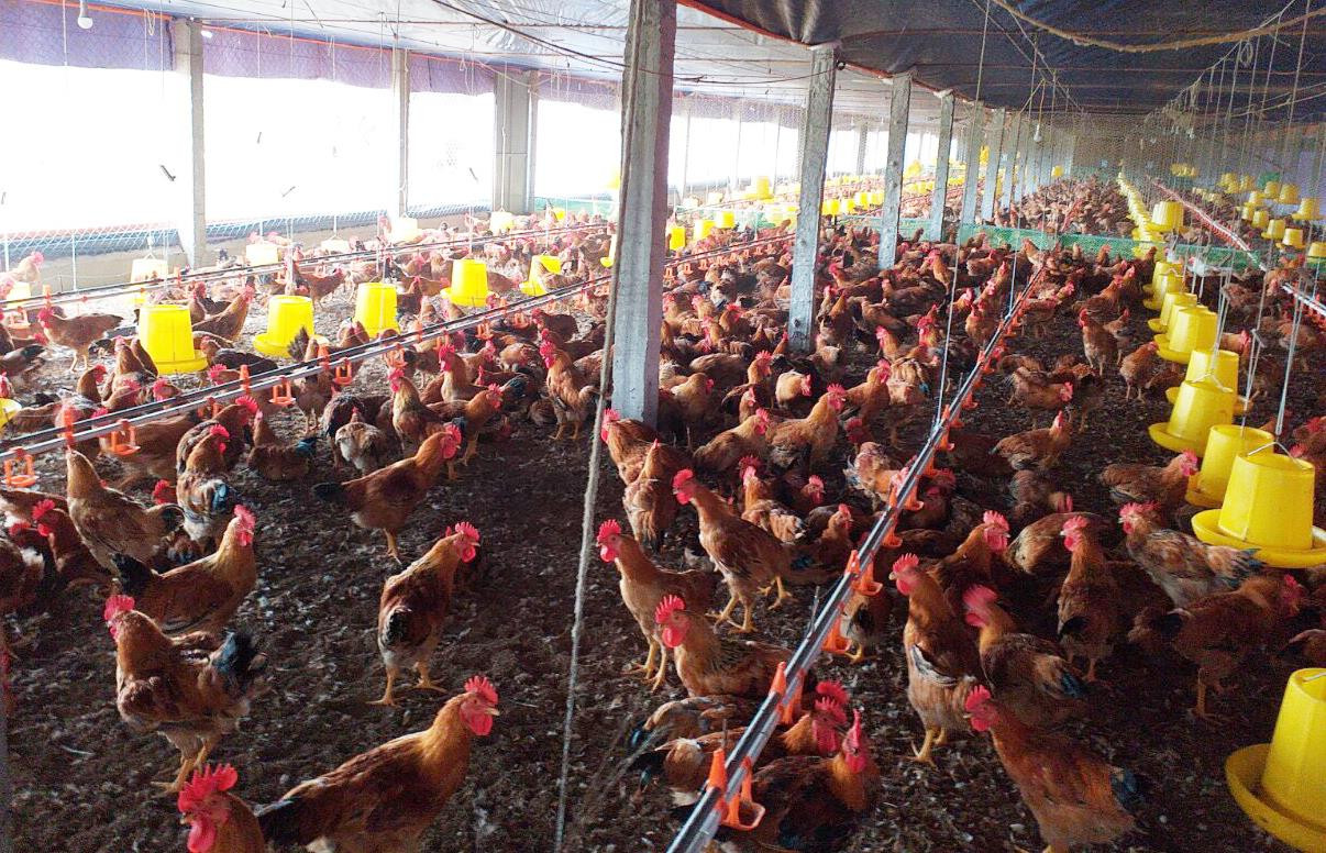 Mô hình chăn nuôi gà ở Nghi Kiều. Ảnh: Thanh Lê