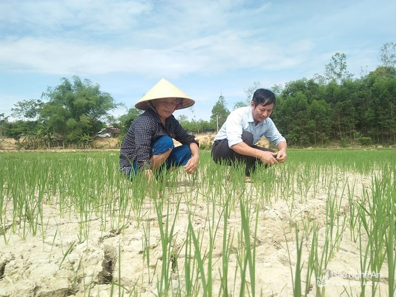 Hàng trăm ha lúa của người dân Đô Lương không có nước để tỉa dặm. Ảnh: Tư liệu