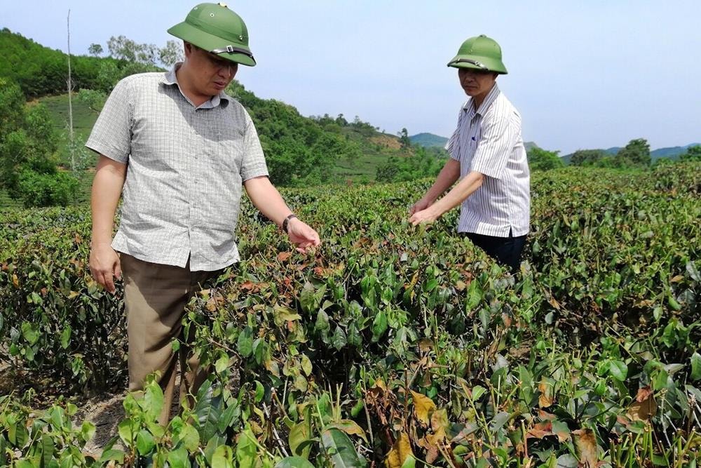 Lãnh đạo huyện Thanh Chương kiểm tra tình hình thiệt hại của cây chè. Ảnh: Phú Hương