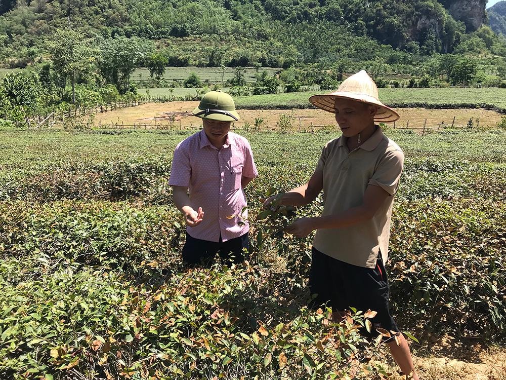 Nhiều diện tích chè tại xã Yên Khê, huyện Con Cuông đã bị cháy vàng lá trong khi nguồn nước tưới đã khô cạn từ 20 ngày nay. Ảnh: Phú Hương